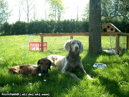 Weimaraner Weimaraner Namens Laika mit Ihrem Partner Fridolin