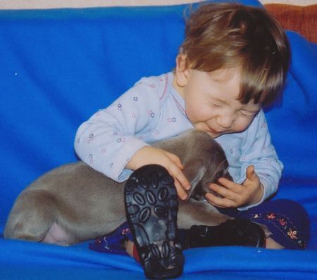 Weimaraner Julia mit Welpen