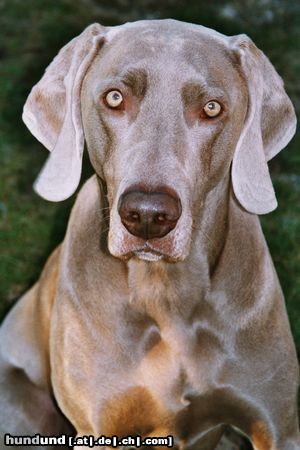 Weimaraner Mein Weimi NANDU