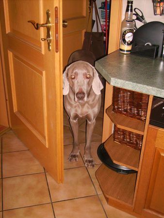 Weimaraner Nandu möchte seine Leckerli aus dem Zimmer hinter ihm 