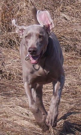 Weimaraner Nandu freut sich über die ersten Sonnenstrahlen