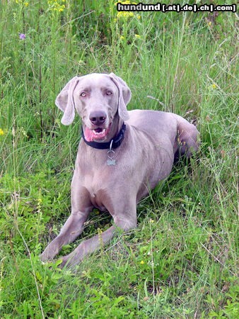 Weimaraner Schon wieder Nandu, Ihr merkt, ich bin sein größter Fan :o)