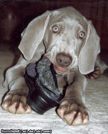 Weimaraner Nandu mit ca. 16 Wochen und Hausschuh :o)