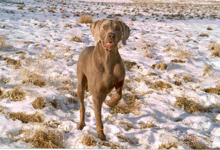 Weimaraner So sieht ein Europasieger aus: Otto im Schnee.