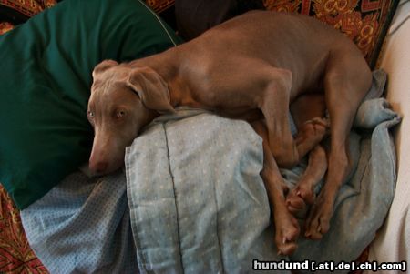 Weimaraner sleepy hank