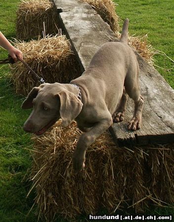 Weimaraner Dela in der Hundeschule