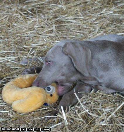 Weimaraner Dela mit Kuscheltier