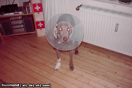 Weimaraner Halloween Weimaraner