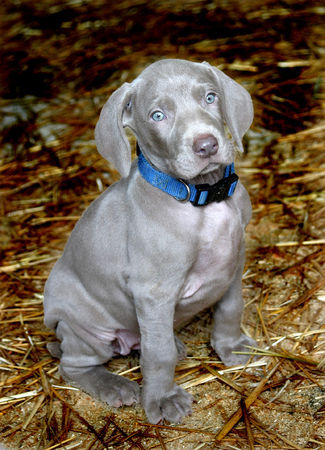 Weimaraner PARIS in WIEN