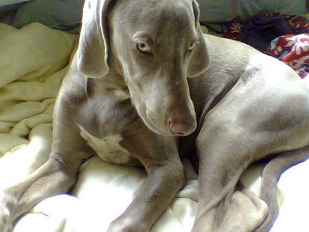 Weimaraner MEIN PRINCY