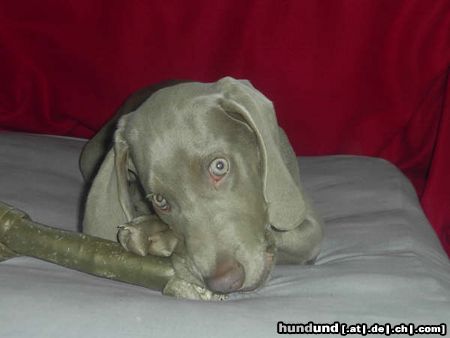 Weimaraner Der kleine Prince