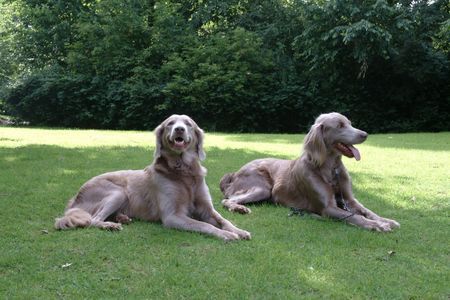 Weimaraner Ch. ARKO & Vicky (Langhaar)