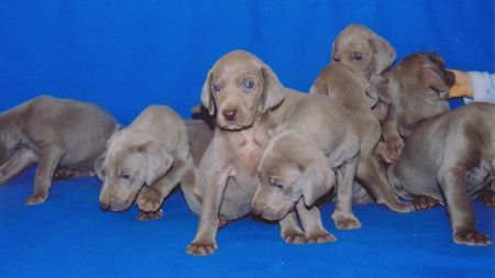 Weimaraner Welpen 5 Wochen