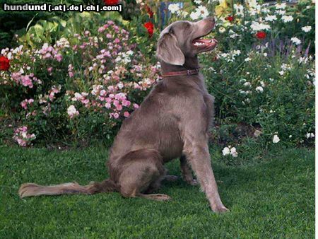 Weimaraner Langhaarweimaraner Anton von Missmaassen