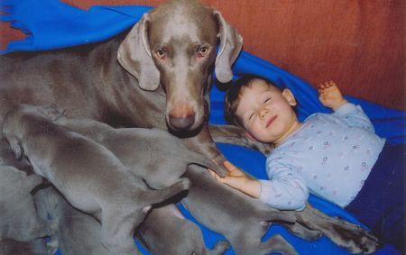 Weimaraner Unser erster Wurf