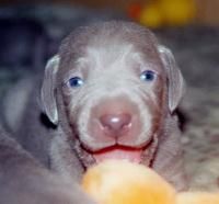 Weimaraner