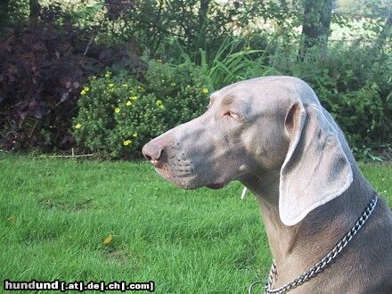 Weimaraner