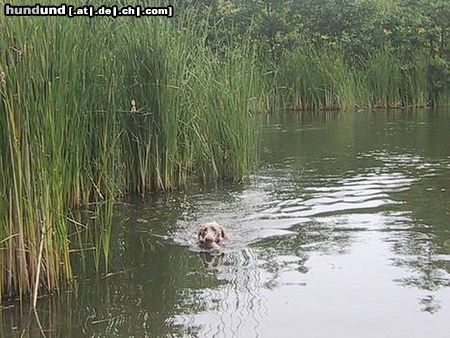 Weimaraner