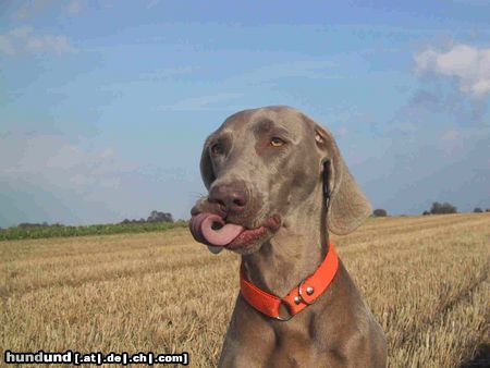 Weimaraner