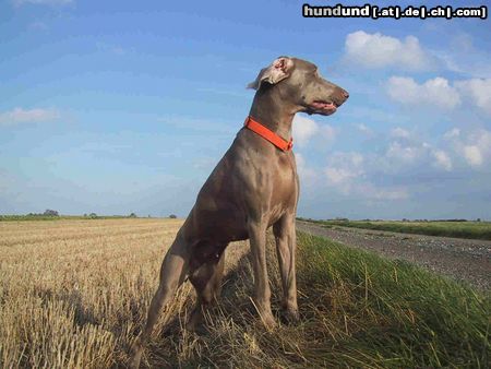 Weimaraner