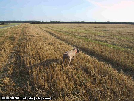 Weimaraner