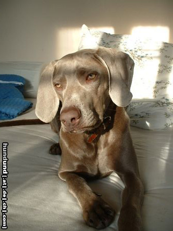 Weimaraner das ist ella, meine weimaraner-hündin