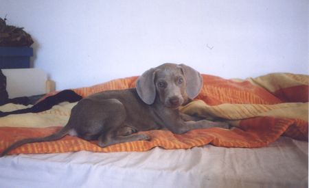 Weimaraner meine 12 wochen alte weimaraner-hündin