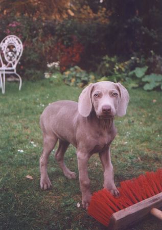 Weimaraner meine 12 wochen alte weimaraner-hündin