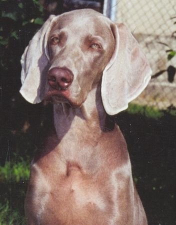 Weimaraner Unser Weimaraner