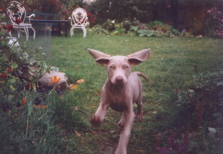 Weimaraner stürmische begrüßung