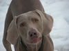 Weimaraner Hund