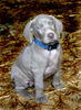 Weimaraner Hund