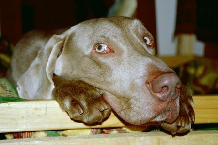 Weimaraner Bono..der Süße