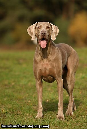 Weimaraner bin ich nicht schön?