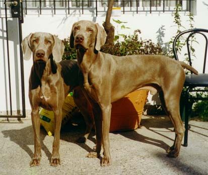 Weimaraner hier ist sehr gut das größenverhältnis von rüde und hündin zu sehen