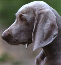 Weimaraner