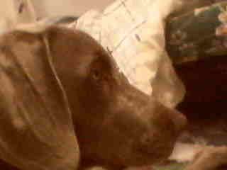 Weimaraner WEIMER MONTERREY