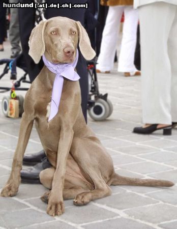 Weimaraner Zhara bei unserer Hochzeit als Brautjungfer