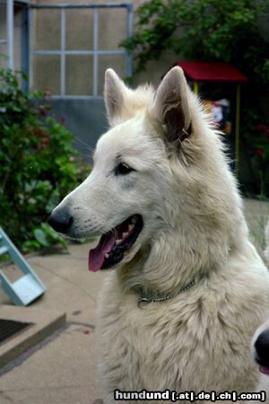 Weißer Schweizer Schäferhund Hunter-Louis und Edina-Shirley of beautiful White