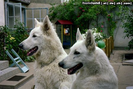 Weißer Schweizer Schäferhund Hunter-Louis und Edina-Shirley of beautiful White