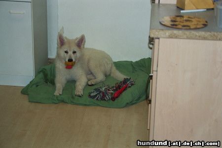 Weißer Schweizer Schäferhund Angel und ihr Huhn