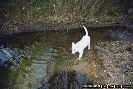 Weißer Schweizer Schäferhund Astha beim Bad