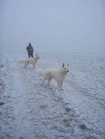 Weißer Schweizer Schäferhund