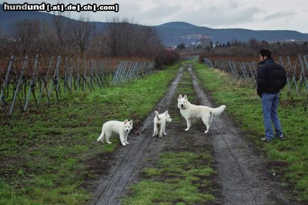 Weißer Schweizer Schäferhund Die ganze Familie ...