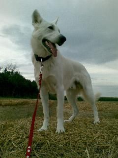 Weißer Schweizer Schäferhund Gute Aussicht..