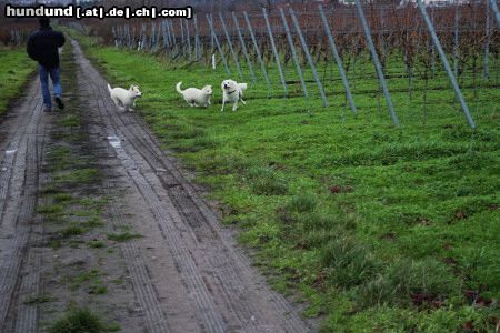 Weißer Schweizer Schäferhund unsere Mäuse