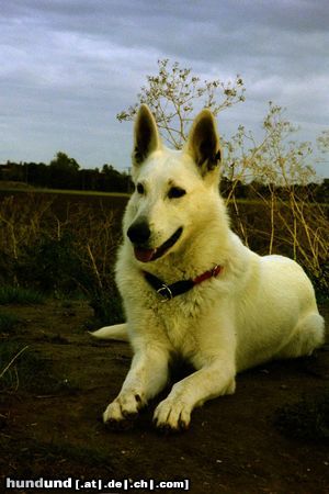 Weißer Schweizer Schäferhund Caitlin- Laureen v.d. Nellenburg