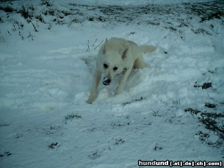 Weißer Schweizer Schäferhund Hoppla - da lag ein Loch ... 