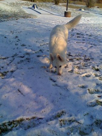 Weißer Schweizer Schäferhund cira geb.am 01,02,2008