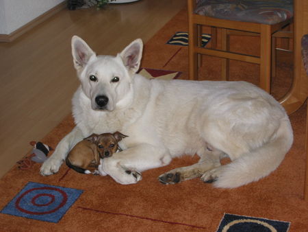 Weißer Schweizer Schäferhund Don Amigo und Lucy